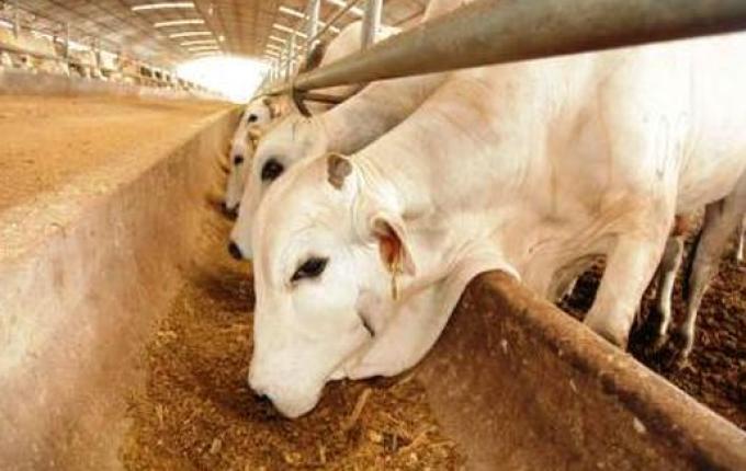 Curso sobre inseminação artificial será realizado neste mês