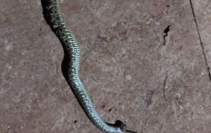 Cão da raça Pitbull é atacado por cobra no interior de SMOeste