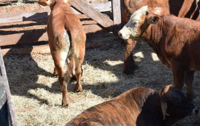 Último remate do ano movimenta mais de R$ 1 milhão