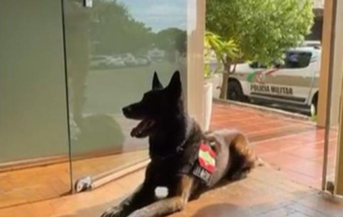 Após 11 anos de serviço, cão farejador Colt se aposenta da PM em SMO