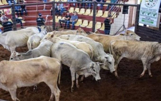 Associação realiza neste final de semana primeiro remate online em SMOeste