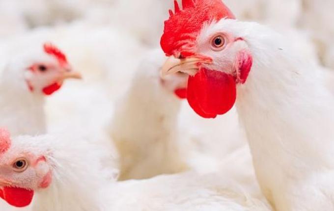 Novo caso de gripe aviária é confirmado em SC