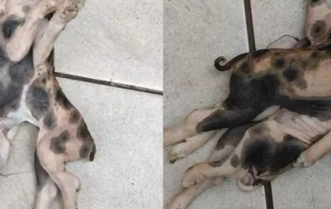 Leitão com dois corpos, uma cabeça e seis patas nasce em Iraceminha