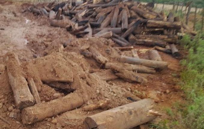 Depósito de madeiras é atingido pelo fogo em Campo Erê