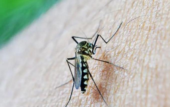 São Miguel do Oeste confirma 1º caso de dengue em 2026