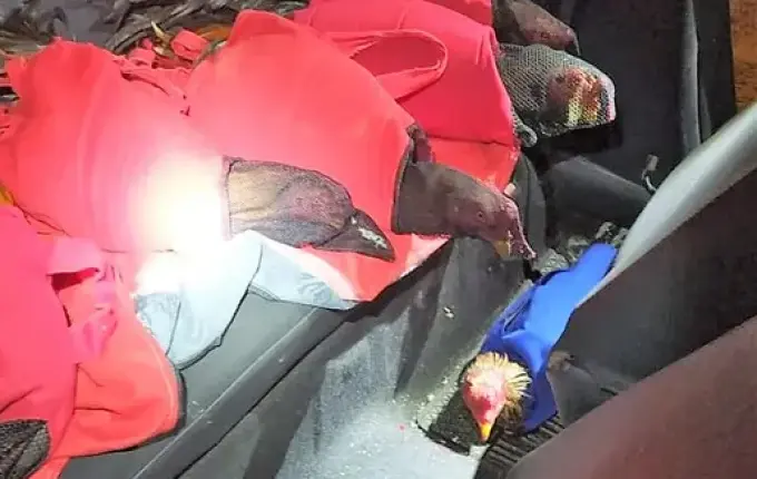 Galos usados para rinha são encontrados dentro de carro em SC