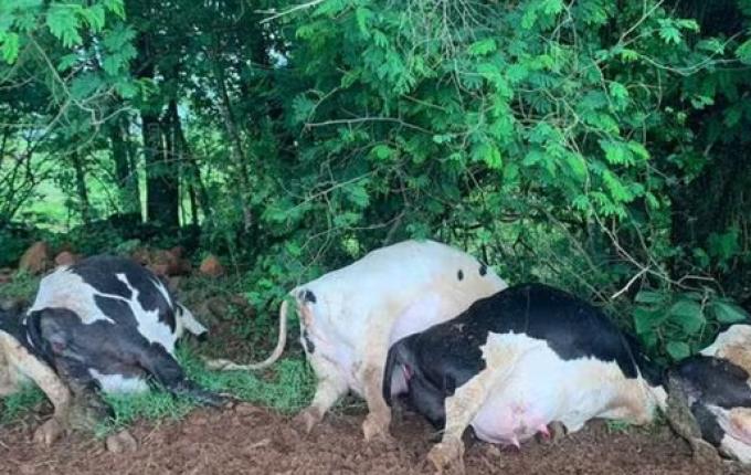 Raio provoca morte de sete vacas e causa prejuízo de R$ 70 mil em São José do Cedro