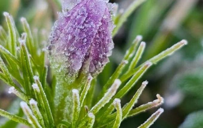 Serra catarinense amanhece com geada e temperaturas próximas de 0°C