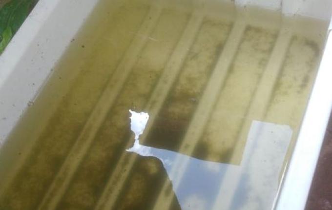 Guaraciaba registra 14 focos da dengue no primeiro mês do ano