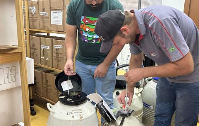 Iporã do Oeste amplia regulariza estoque de sêmen bovino