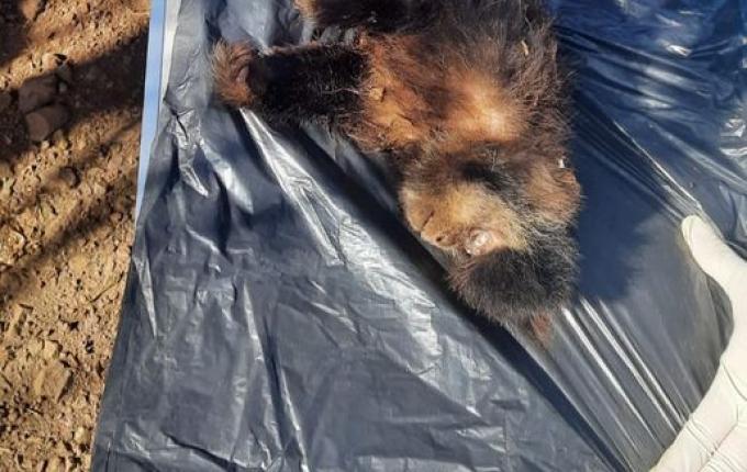 Segundo macaco é encontrado morto em Itapiranga em menos de 15 dias