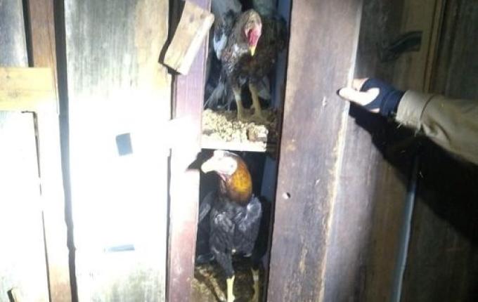 PM flagra mais de cem pessoas em rinha de galo em Chapecó