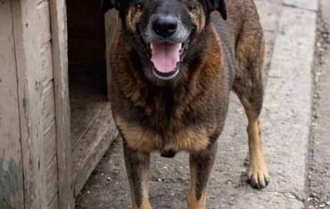 Caso Orelha pode acelerar debate no Congresso sobre maus-tratos