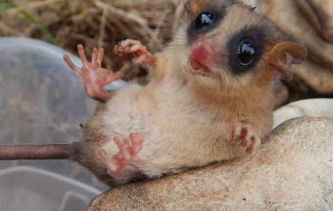 Equipe de especialistas resgata uma cuíca-graciosa de obras na BR 163