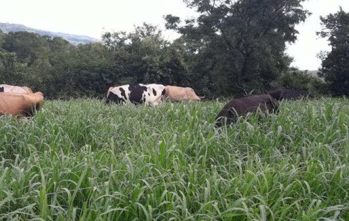 Exposição de animais será destaque na ExpoAnchieta em março