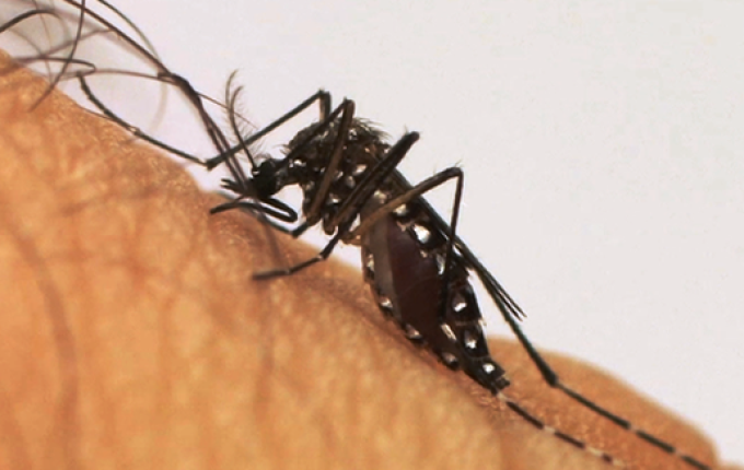 LIRAa aponta risco médio de infestação de Dengue em Princesa