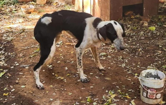Homem é condenado em Palmitos por maus-tratos a cachorro que morreu
