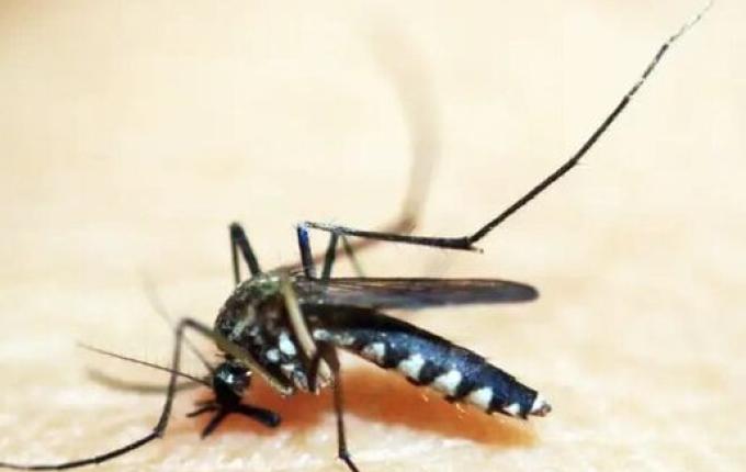 SC registrou mais de 100 casos prováveis de dengue por dia em 2025