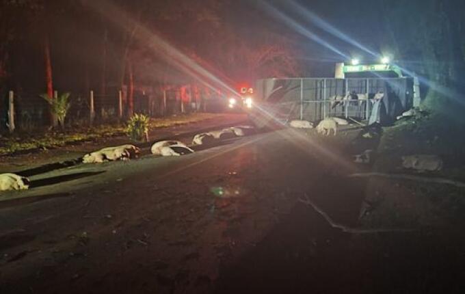 Caminhão carregado com suínos tomba na SC-283