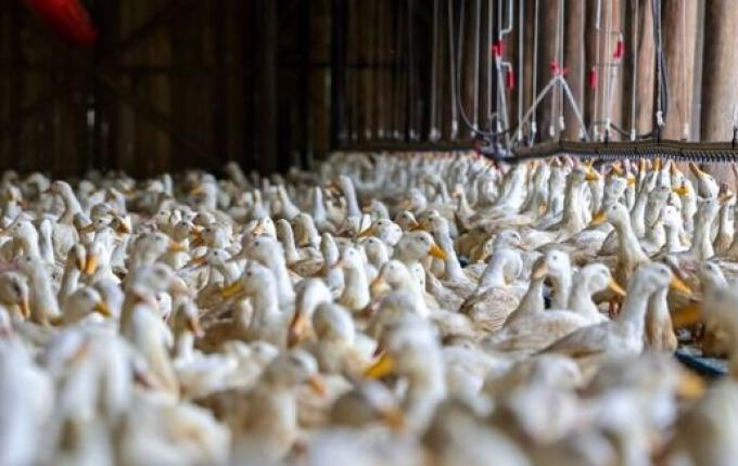 Após caso de gripe aviária no RS, SC intensifica ações de fiscalização e inspeção sanitária