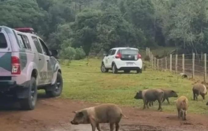 Mais de 20 javalis e javaporcos são sacrificados em criação irregular em SC