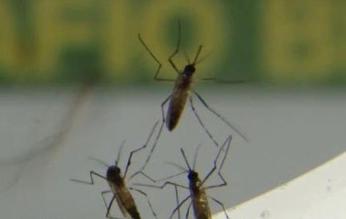 Em epidemia, São José do Cedro registra quase 200 casos confirmados de Dengue