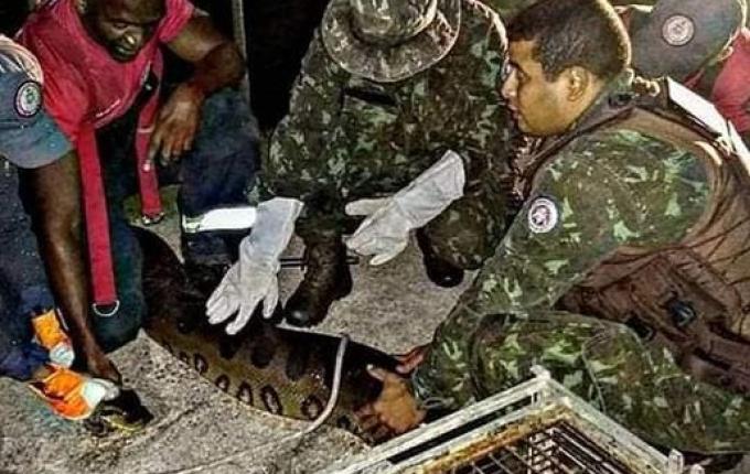 Bombeiros resgatam sucuri de sete metros e 110 kg