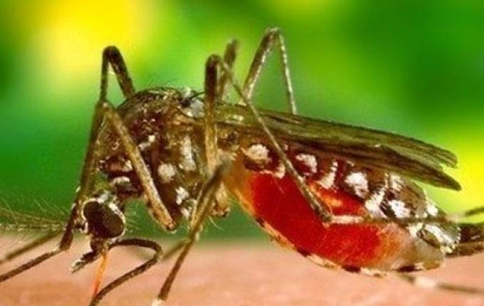 Anvisa aprova vacina contra dengue com eficácia de 80%