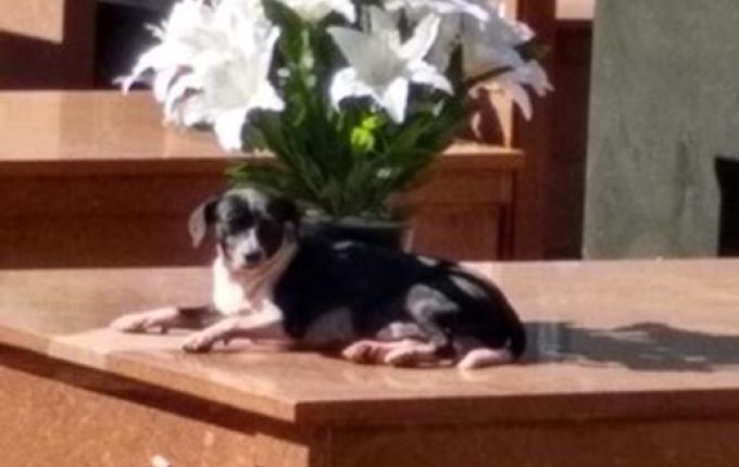 Cachorro está há oito meses morando no túmulo do dono