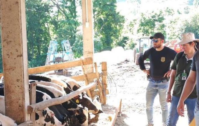 Polícia Civil investiga compra irregular de bovinos em Iraceminha