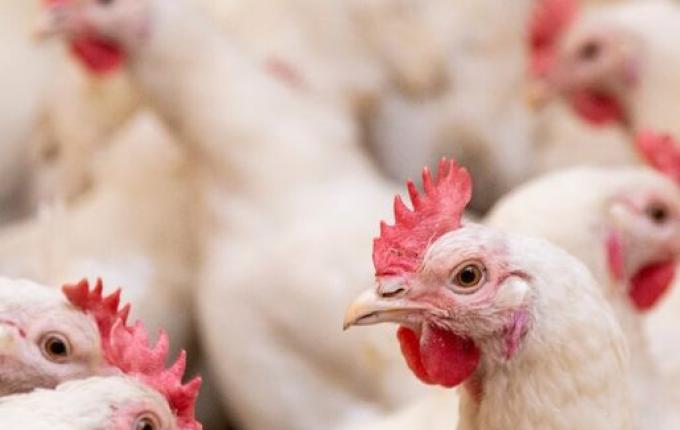Primeiro foco de gripe aviária em granja comercial é confirmado no Brasil