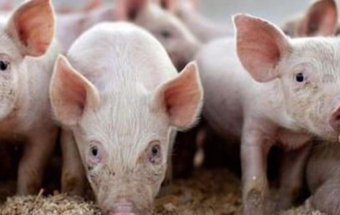 Suinocultores comemoram bom momento da atividade, mas comportamento futuro do mercado preocupa