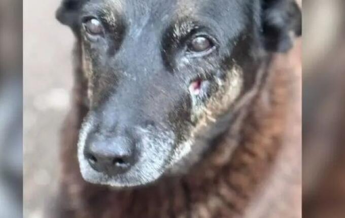 Corpo de cão Orelha é exumado e perícia pode revelar novos detalhes sobre morte do animal