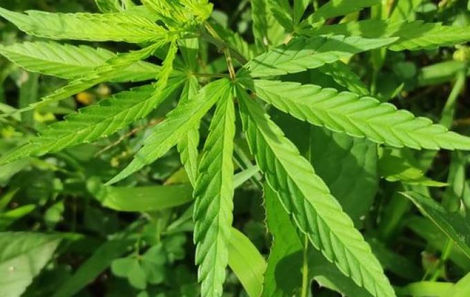 Polícia Militar localiza pé de maconha em bairro de SMOeste