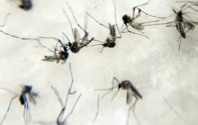 SC vive escalada de dengue com 182 mortes e 267 mil casos em 2024
