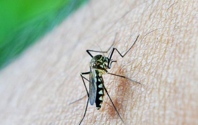 Após mortes, Santa Catarina faz alerta para dengue em idosos