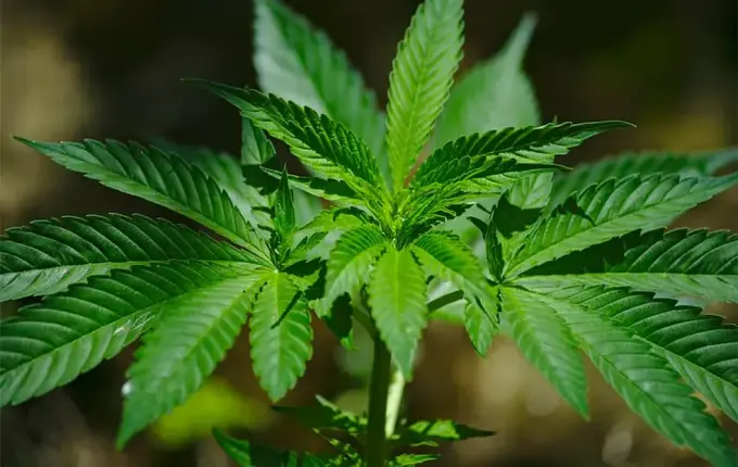 Sogra de condenado por tráfico de drogas em Itapiranga é absolvida