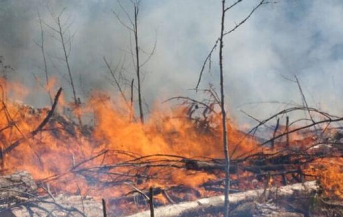 Área queimada em SC aumenta 97% em um ano; veja as cidades mais afetadas