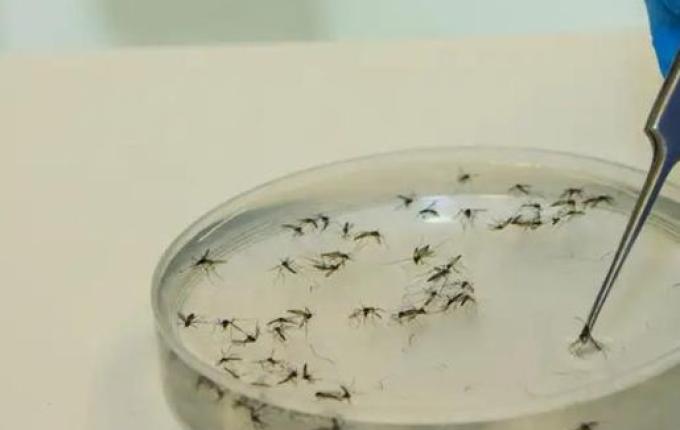 SC registra mais de 160 casos de Febre Oropouche desde abril