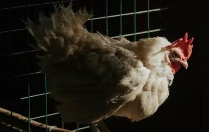Idoso é atacado e brutalmente assassinado por galinha enquanto dormia