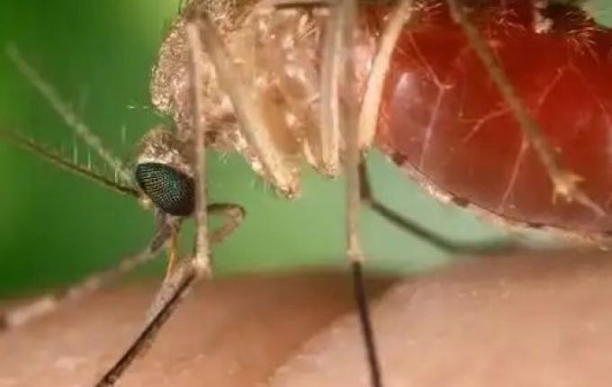 Ministério da Saúde confirma duas mortes por Oropouche