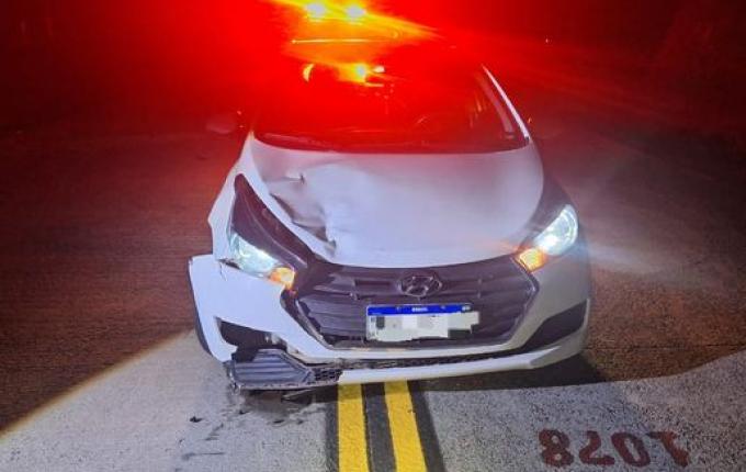 Motorista atropela animal na SC-305 em Campo Erê