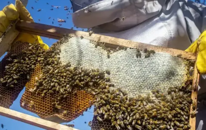 Taxação americana ameaça a apicultura catarinense, mas especialista aponta alternativas