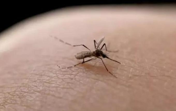 Nova vacina contra todos os sorotipos de dengue chega ao Brasil