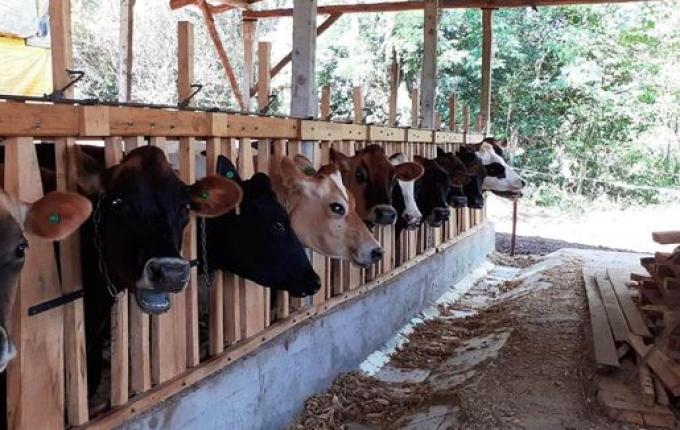 Entrega das cartas de crédito do programa Mais Leite inicia em março