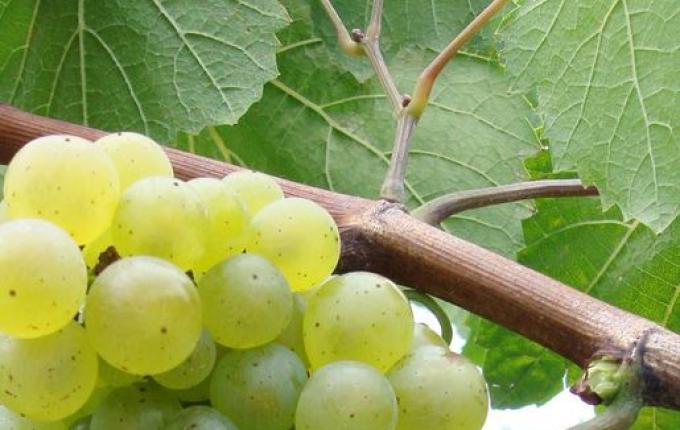 Seminário regional sobre cultivo de uva será na próxima semana