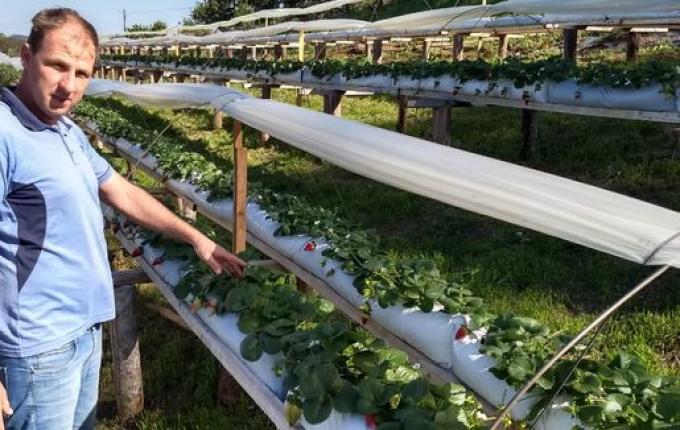 Produtor de morangos comemora resultados nas vendas em SJCedro