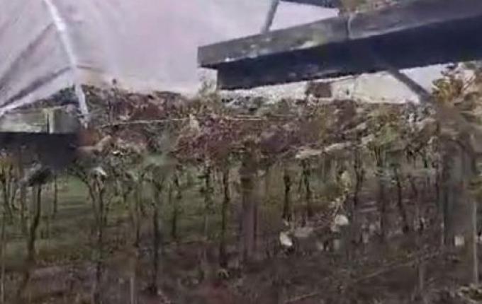 Destruição de vinhedos no RS deve gerar elevação de preços na região