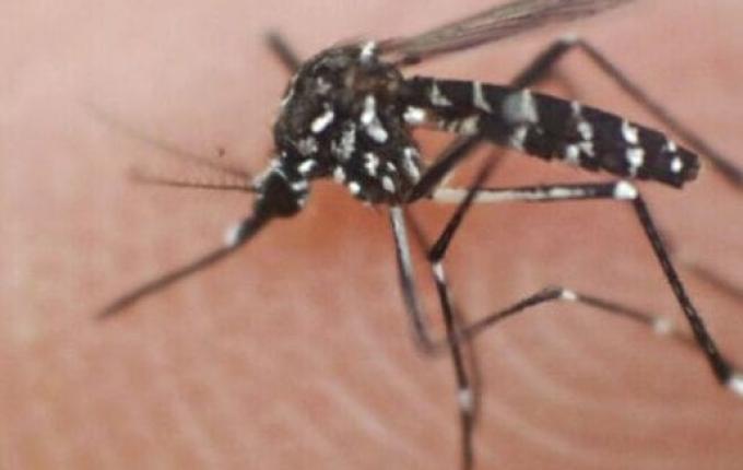 SC tem 45,6 mil focos do Aedes aegypti em 2025 e casos em pleno outono preocupam, diz SES