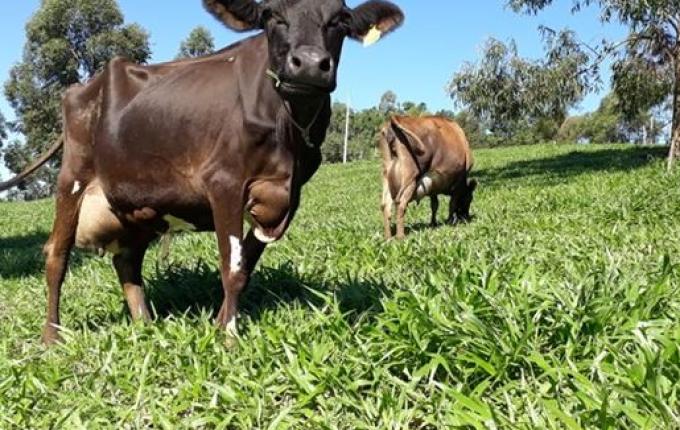São João do Oeste é destaque em produção leiteira por densidade